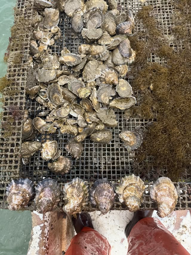 Revival Oysters — 50 count